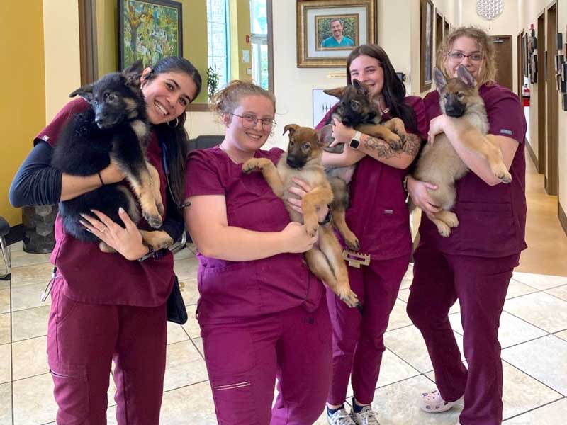 Veterinary Jobs in Sanford