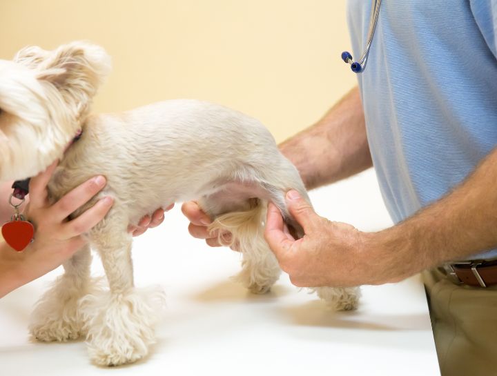 Dog joint injections