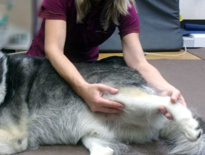 Pet Myofascial Release Therapy