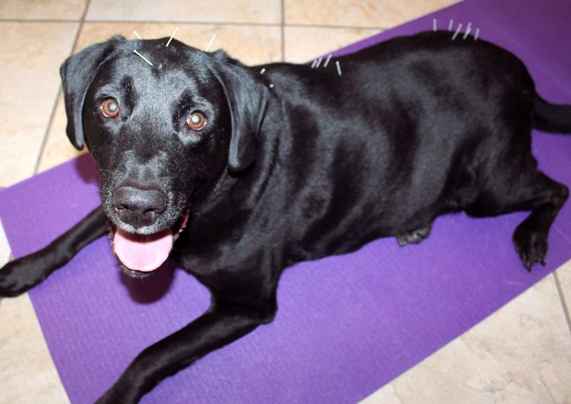 Carousel Slide 2: Dog veterinary care