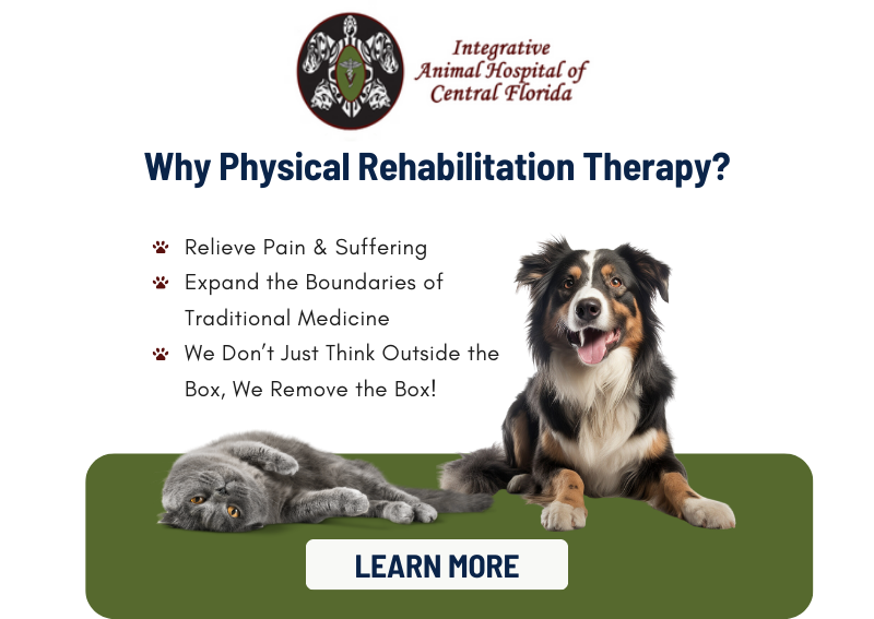 Carousel Slide 3: Integrative Animal Hospital of Central Florida